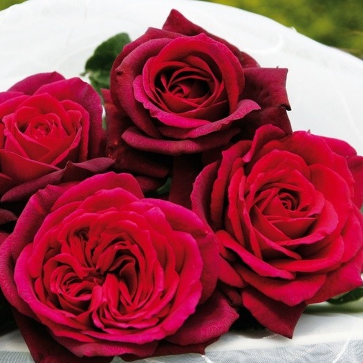 Rostliny - Růže Kordes Parfuma Gräfin Diana květináč 2 litry