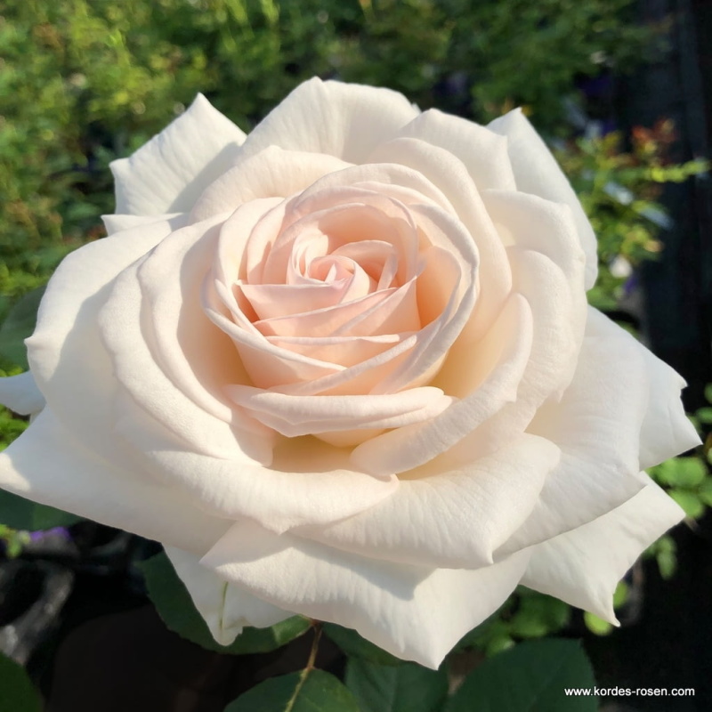 Parfuma růže - Růže Kordes Parfuma Gräfin Elke zu Rantzau květináč 2 litry