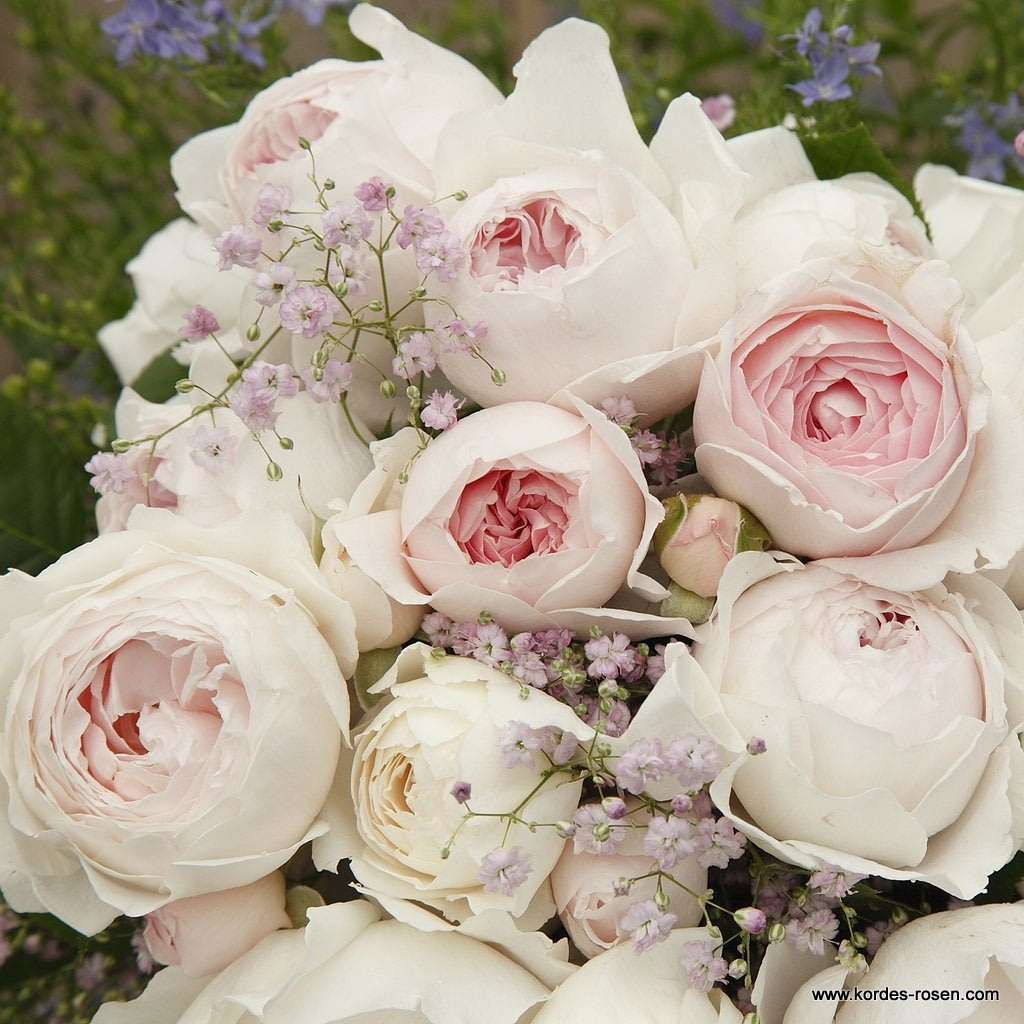 Růže Kordes Parfuma Herzogin Christiana 5,5L kontejner-0