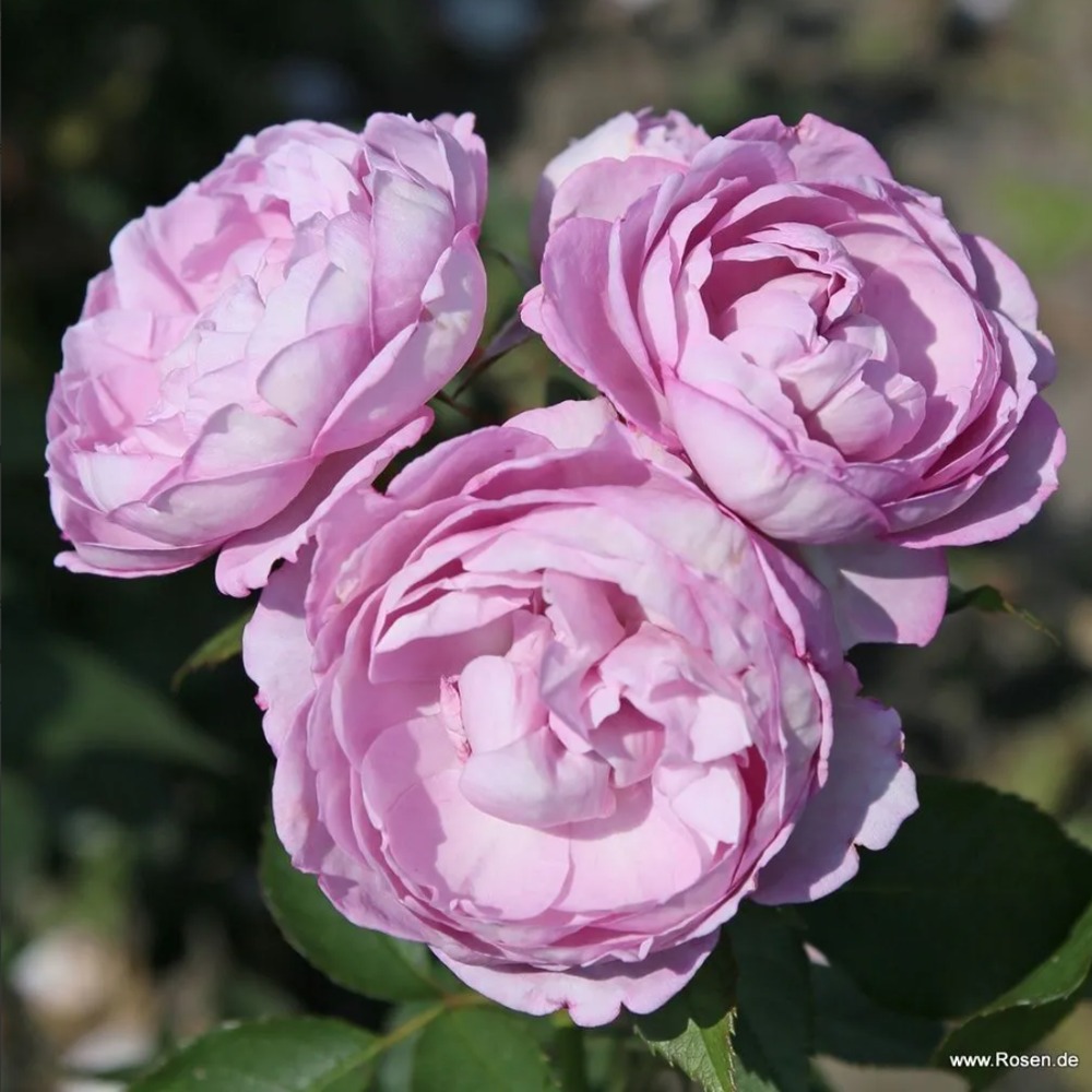 Parfuma růže - Růže Kordes Parfuma Herzogin Dorothea květináč 2 litry