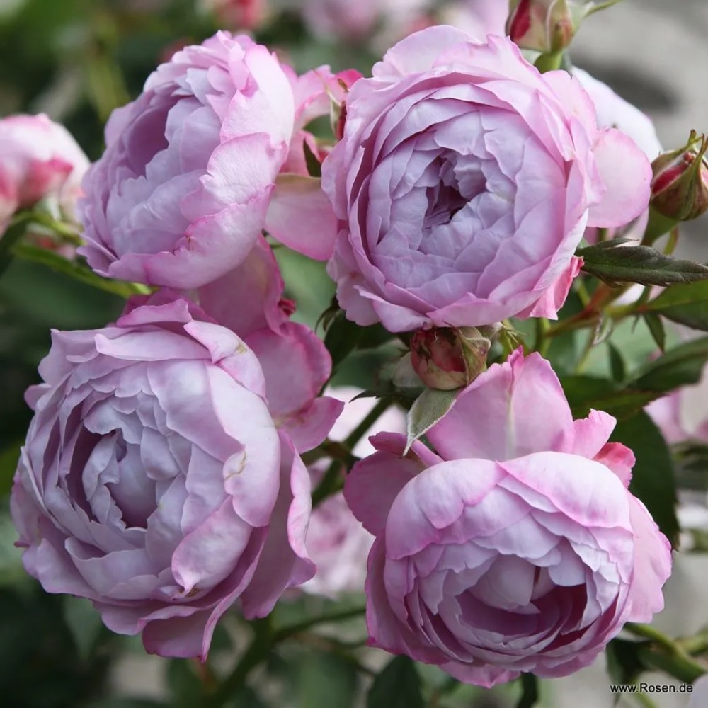 Růže Kordes Parfuma Herzogin Dorothea květináč 2 litry-0