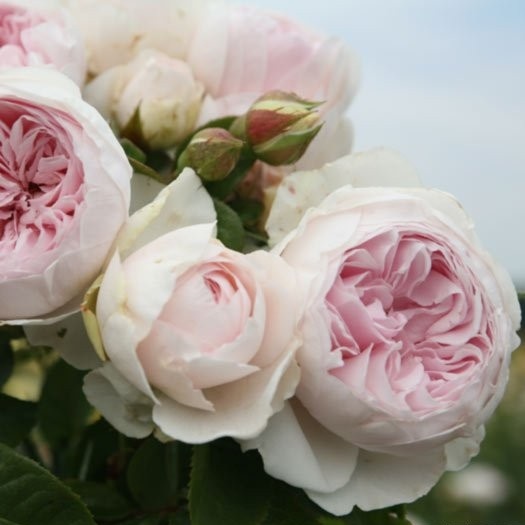 Rostliny - Růže Kordes Parfuma Herzonig Christiana květináč 2 litry