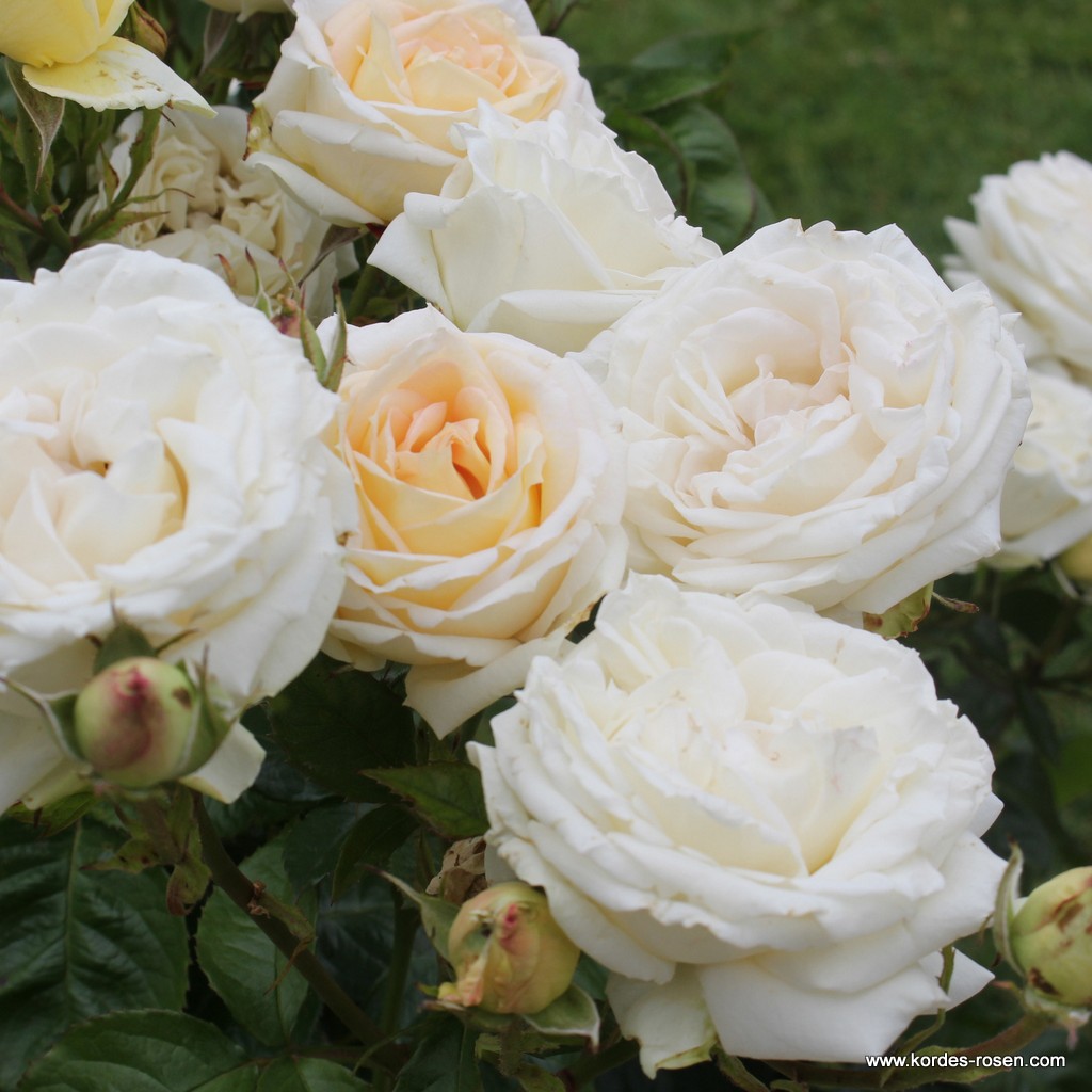 Růže Kordes Parfuma Madame Annisete květináč 2 litry-1