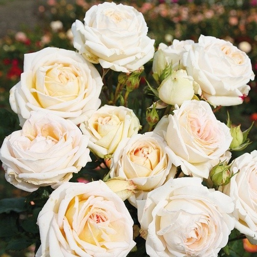 Parfuma růže - Růže Kordes Parfuma Madame Annisete květináč 2 litry