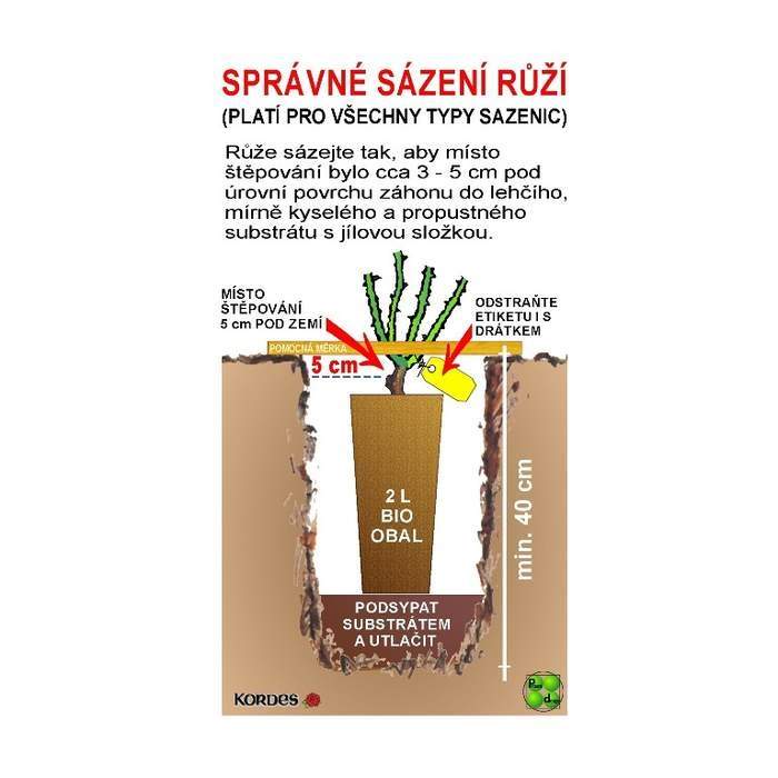 Růže Kordes Perfumy Siluetta květináč 2 litry-0