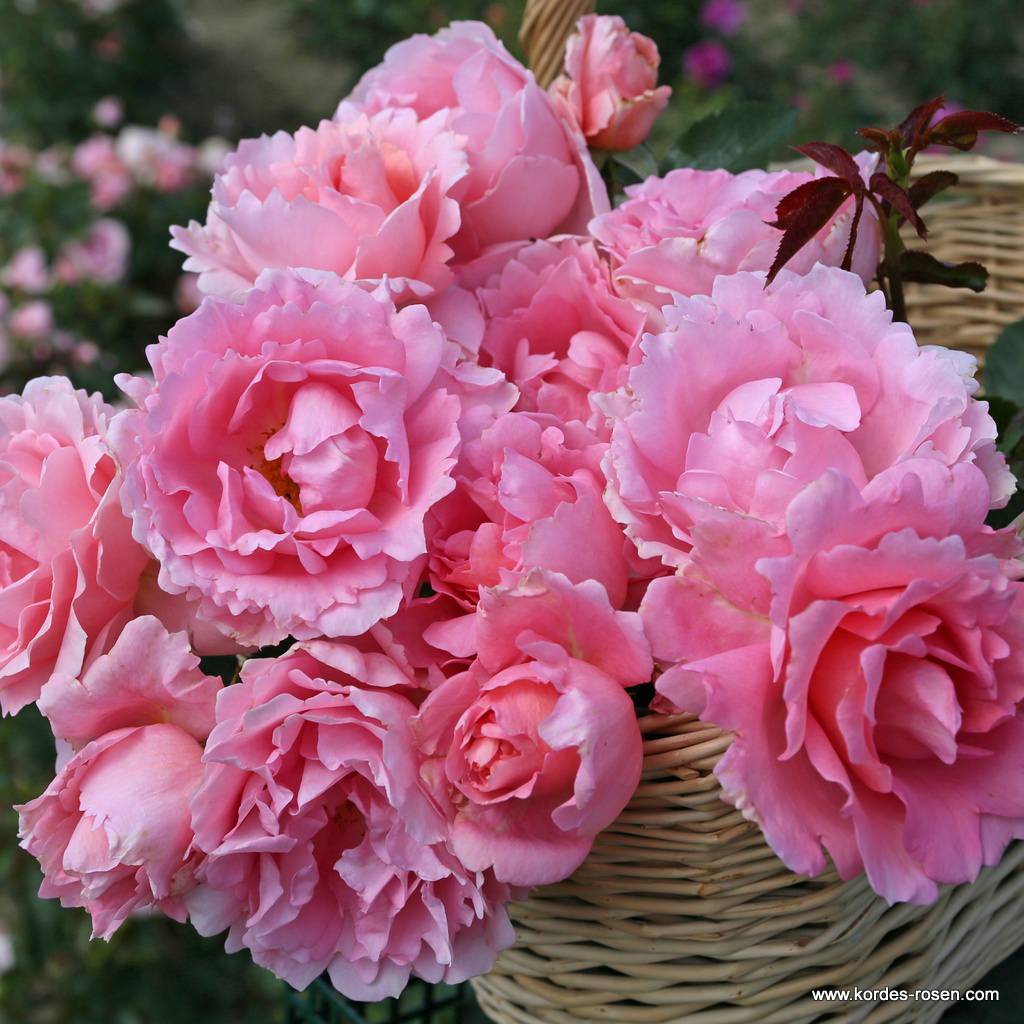 Rostliny - Růže Kordes 'Poetry' 2 litry