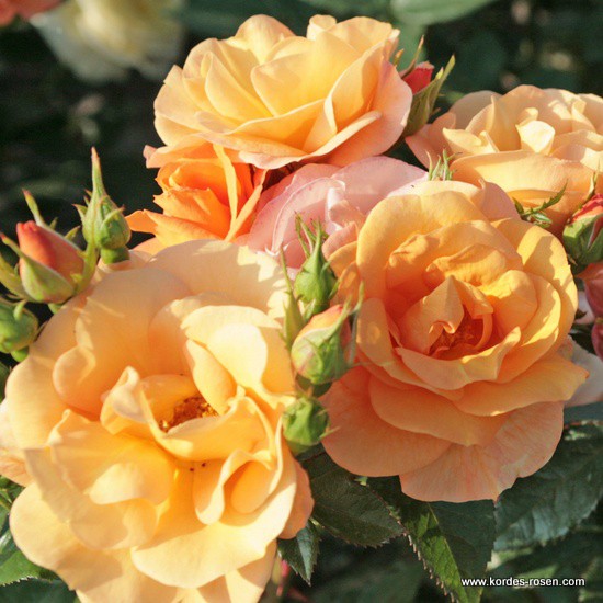 Mnohokvěté růže - Růže Kordes 'Portoroz' 2L kontejner