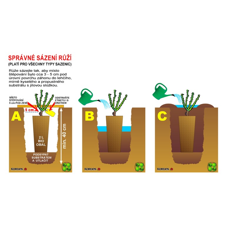 Růže Kordes 'Postillion' 5,5L kontejner-0