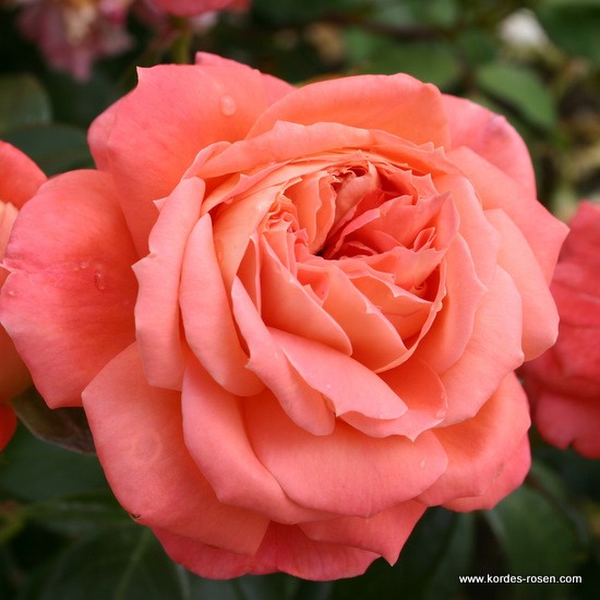 Mnohokvěté růže - Růže Kordes 'Queen of Hearts' 2L kontejner