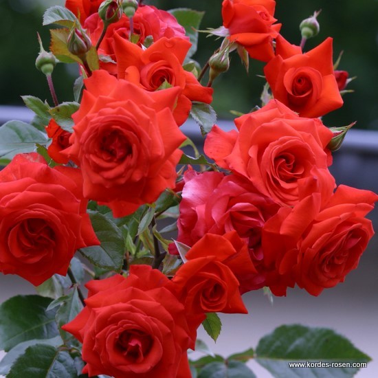 Pnoucí růže - Růže Kordes 'Salita' 2L kontejner