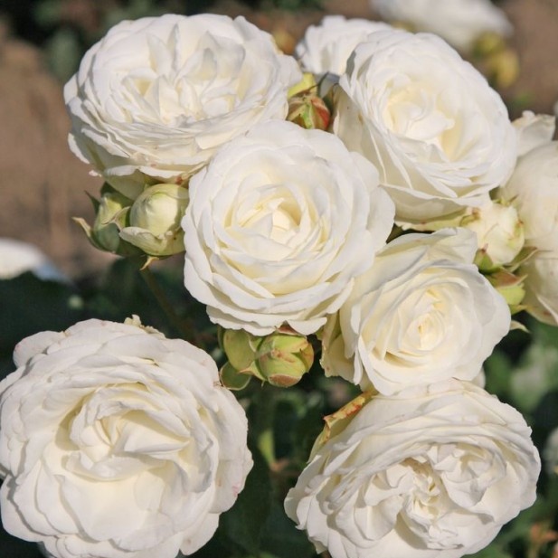 Miniaturní růže - Růže Kordes Schneeküssen květináč 2 litry