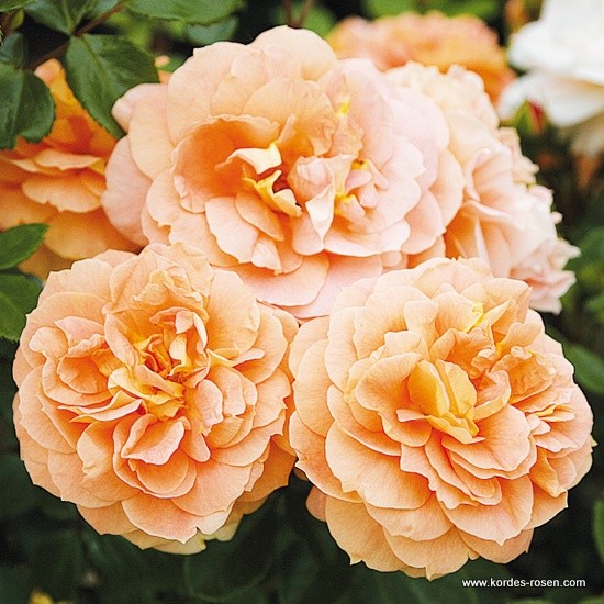 Rostliny - Růže Kordes 'Schöne vom See' 2 litry