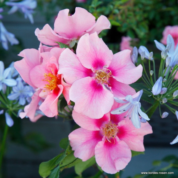 Růže Kordes 'See You In Pink' 5 litrů-0