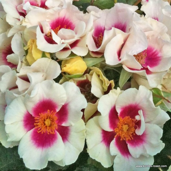 Rostliny - Růže Kordes 'See You In Purple' 5 litrů