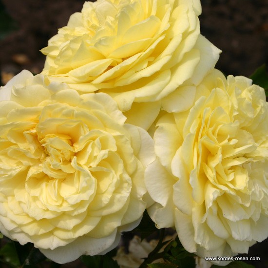 Mnohokvěté růže - Růže Kordes 'Solero' 2L kontejner