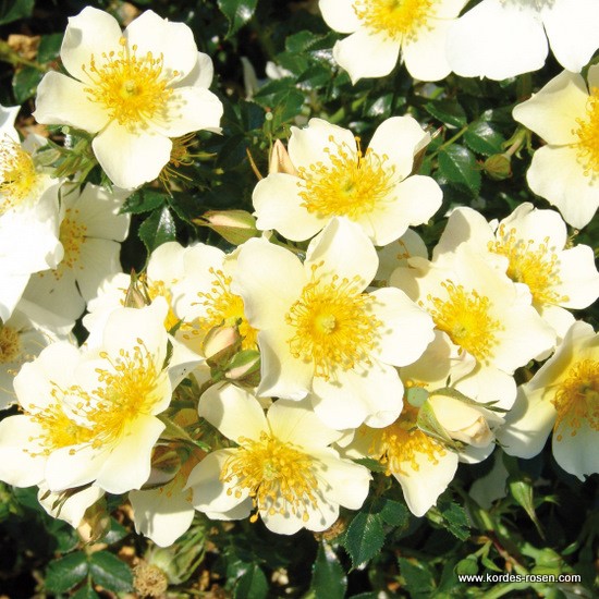 Miniaturní růže - Růže Kordes 'Sonnenröschen' 2L kontejner