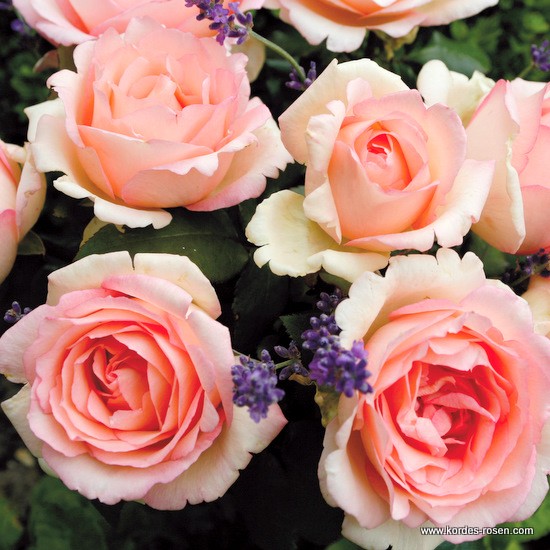 Velkokvěté růže - Růže Kordes Souvenir de Baden Baden květináč 2 litry