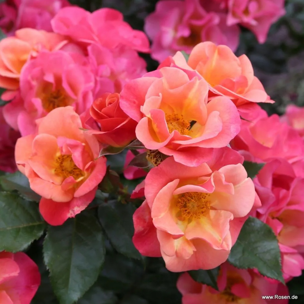 Mnohokvěté růže - Růže Kordes Spicy květináč 2 litry