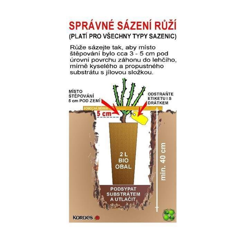 Růže Kordes Spicy květináč 2 litry-0