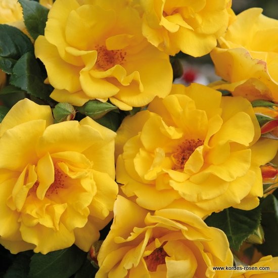 Mnohokvěté růže - Růže Kordes 'Stuttgardia' 2L kontejner