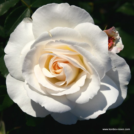 Stromkové růže - Růže Kordes 'Summer Memories' kmínek 90 cm