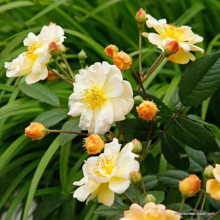 Růže Kordes 'Sunny Siluetta' 5 litrů-0