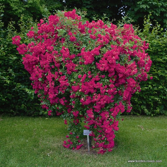 Rostliny - Růže Kordes 'Super Excelsa' 2 litry