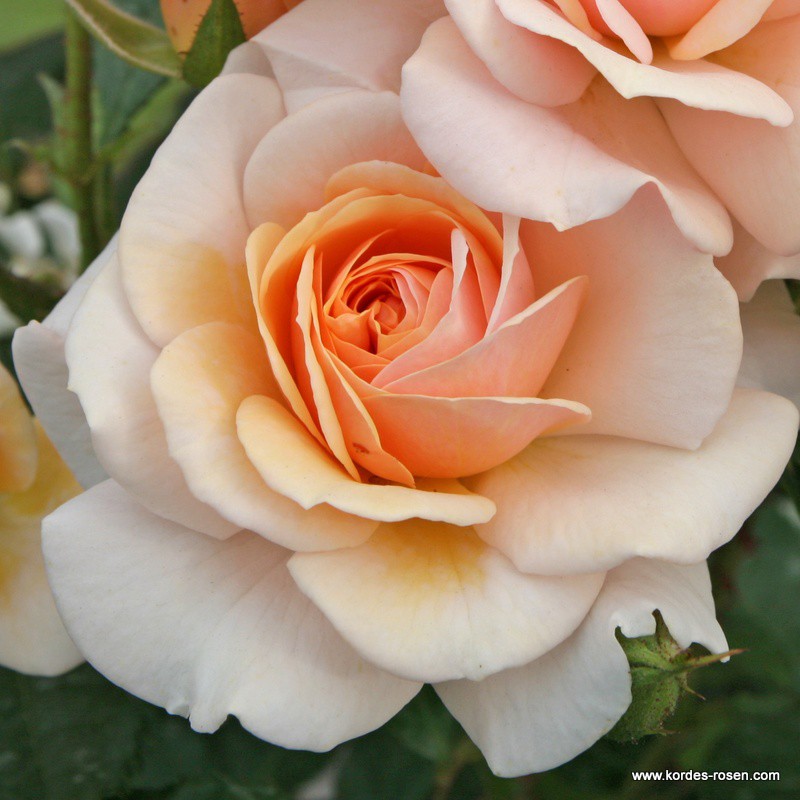 Mnohokvěté růže - Růže Kordes 'Sweet Honey' 2L kontejner