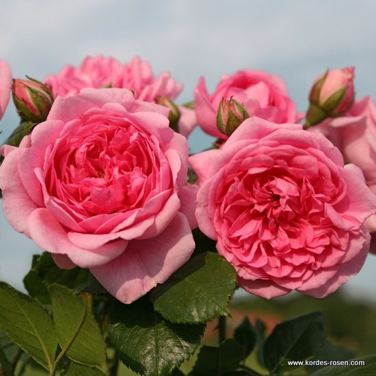Pnoucí růže - Růže Kordes 'Sweet Laguna' 2L kontejner