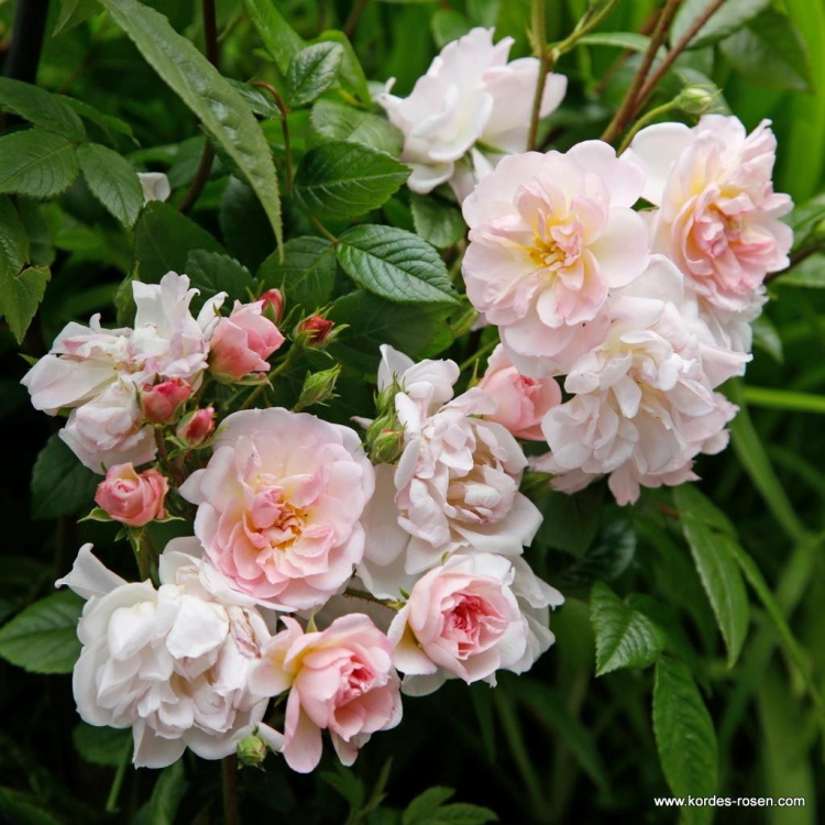 Rostliny - Růže Kordes 'Sweet Siluetta' 2 litry