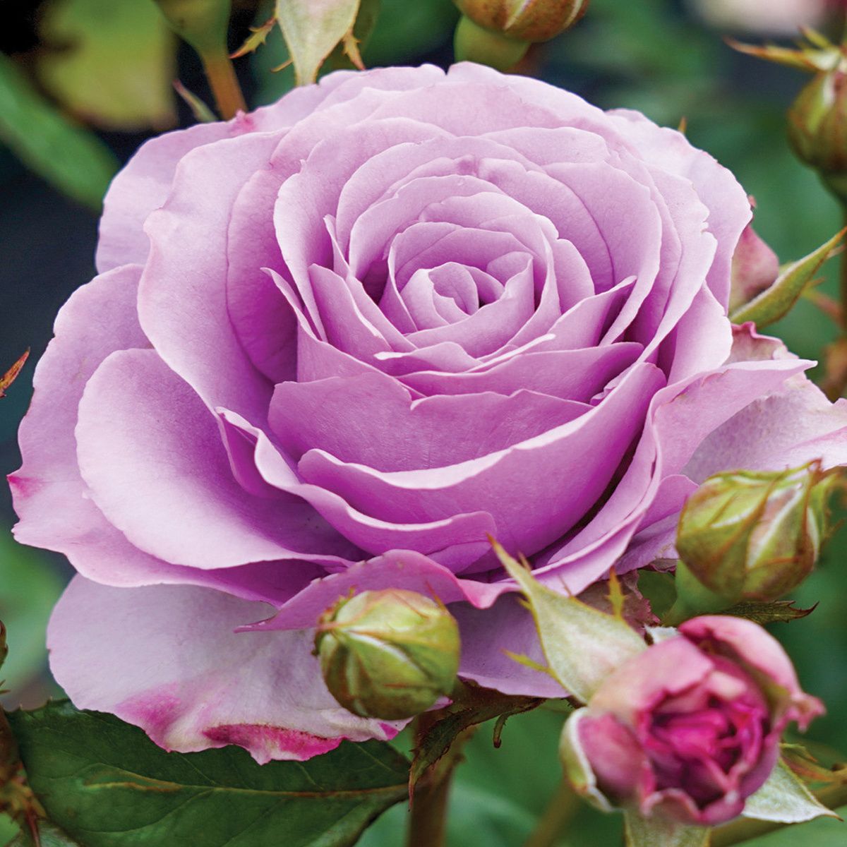 Pnoucí růže - Růže Kordes Symfonie květináč 2 litry