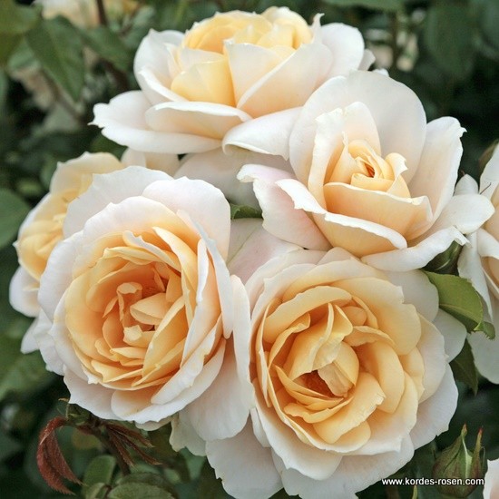 Mnohokvěté růže - Růže Kordes Terrosa 'Lions Rose' 9 litrů