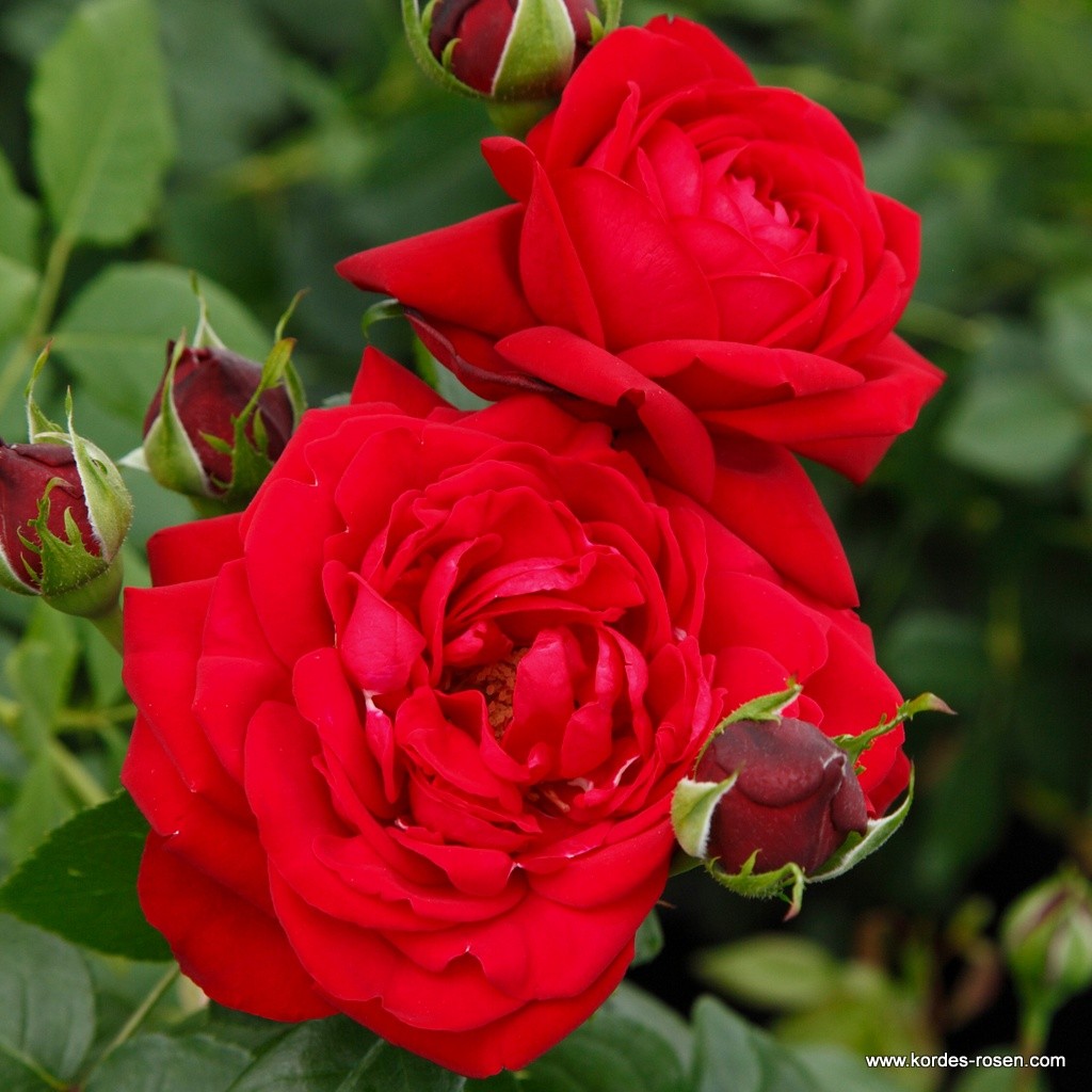 Velkokvěté růže - Růže Kordes 'Tiamo' 2 litry