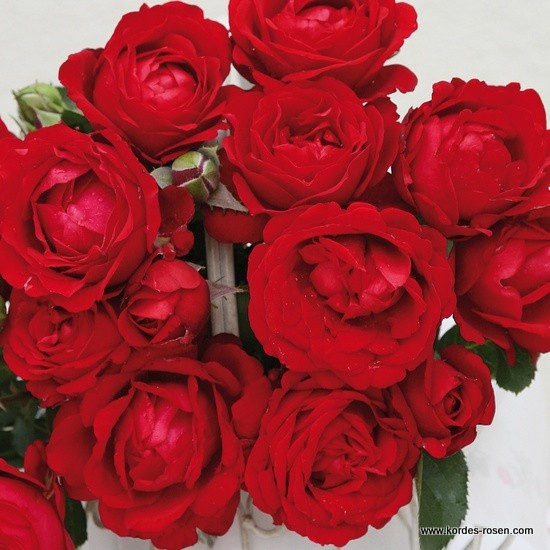 Velkokvěté růže - Růže Kordes 'Traumfrau' 2L kontejner