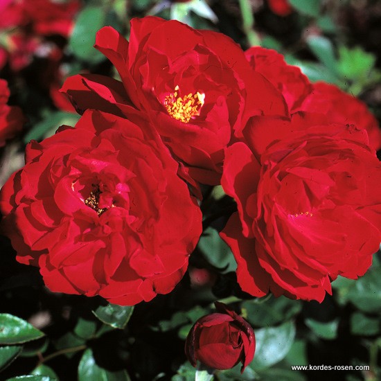 Keřové růže - Růže Kordes 'Ulmer Münster' 2L kontejner