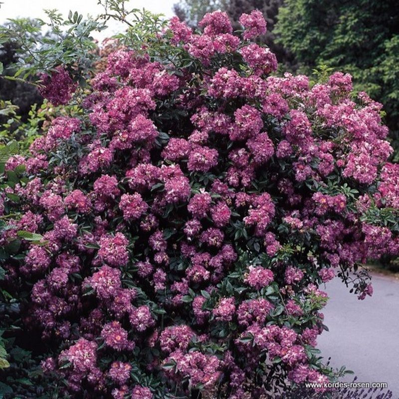 Pnoucí růže - Růže Kordes 'Veilchenblau' 2 litry