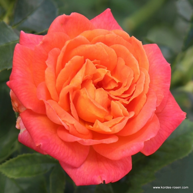 Velkokvěté růže - Růže Kordes Vulcano květináč 2 litry