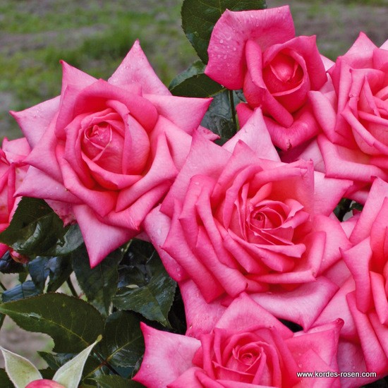 Velkokvěté růže - Růže Kordes 'Wedding Bells' 5,5L kontejner