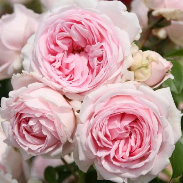 Keřové růže - Růže Kordes Wellenspiel 2 litry