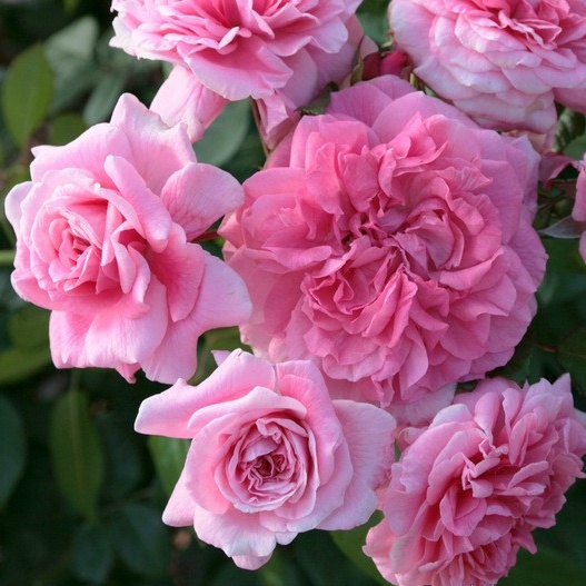 Keřové růže - Růže Kordes 'Zaide' 2L kontejner