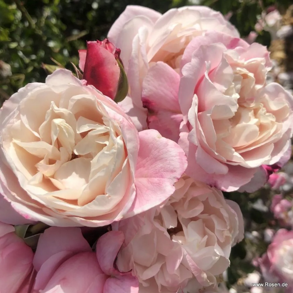 Pnoucí růže - Růže Kordes Zelmanis Dream květináč 2 litry