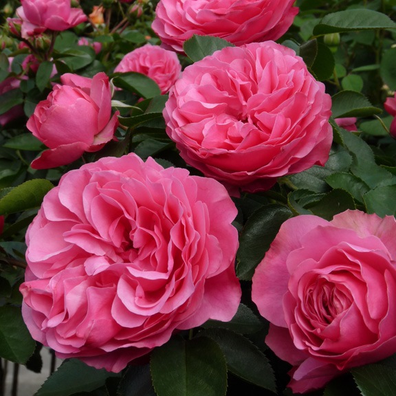 Mnohokvěté růže - Růže 'Leonardo Da Vinci' 7,5 litru