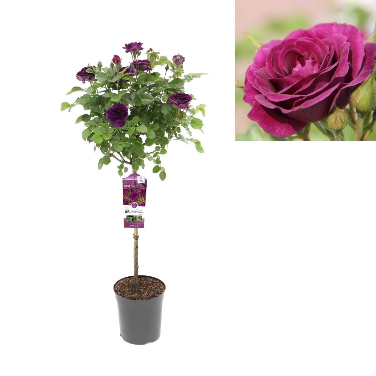 Stromkové růže - Růže Minerva kmínek 70cm, květináč 7,5 litru