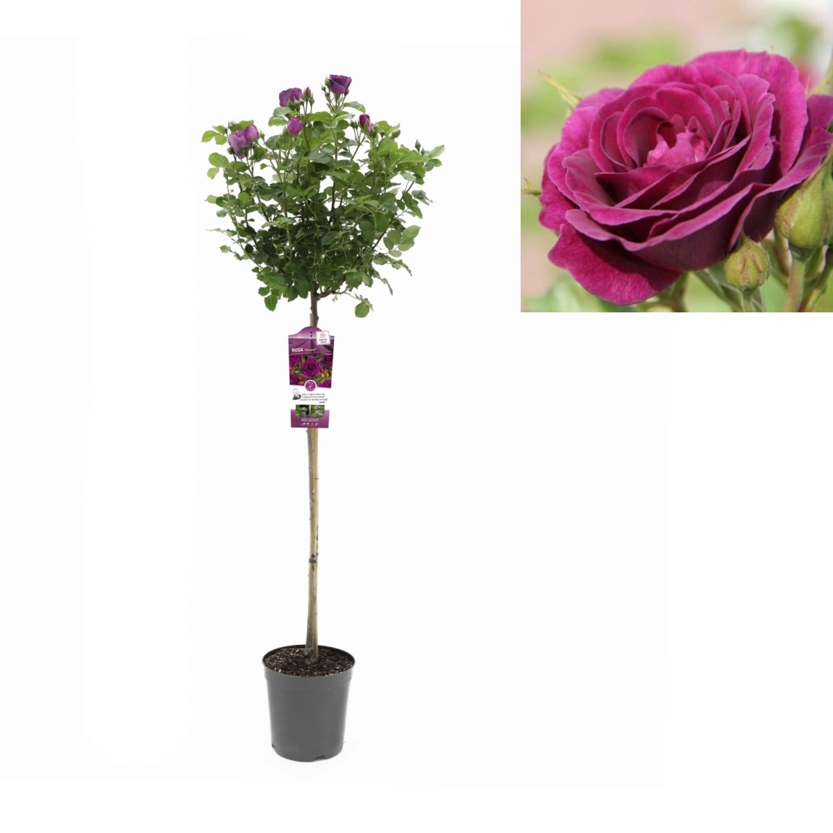 Stromkové růže - Růže Minerva kmínek 90cm, květináč 7,5 litru