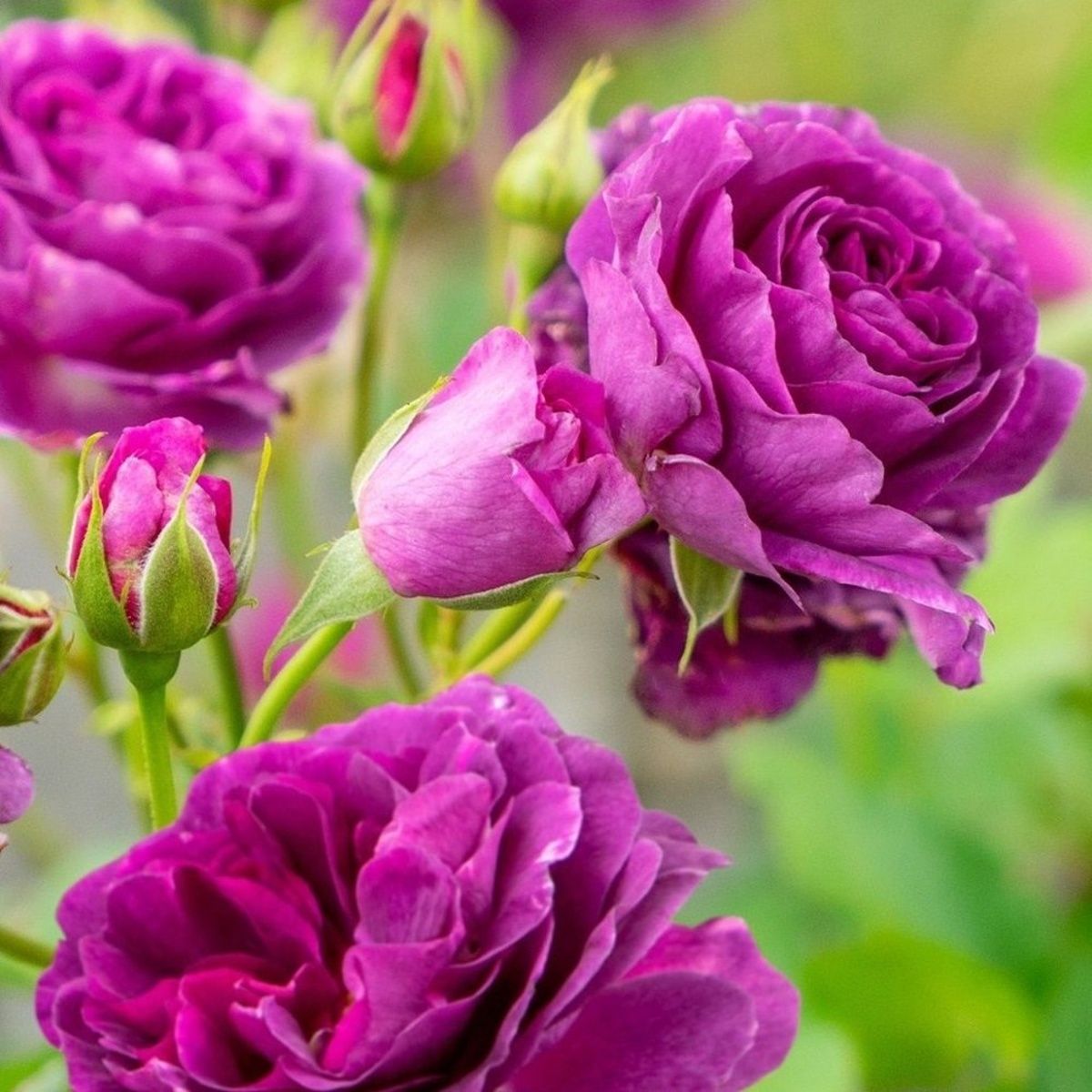 Růže Minerva květináč 3 litry-0