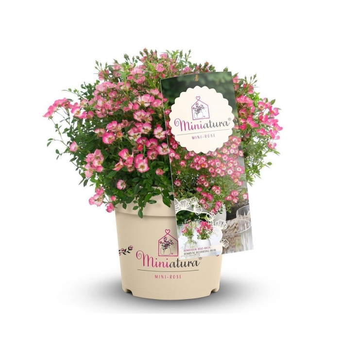Rostliny - Růže Miniatura květináč 2,3 litru