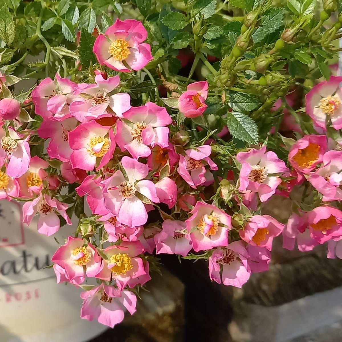 Růže Miniatura květináč 2,3 litru-0