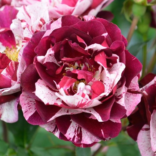 Pnoucí růže - Růže 'New Imagine' kužel, 10 litrů