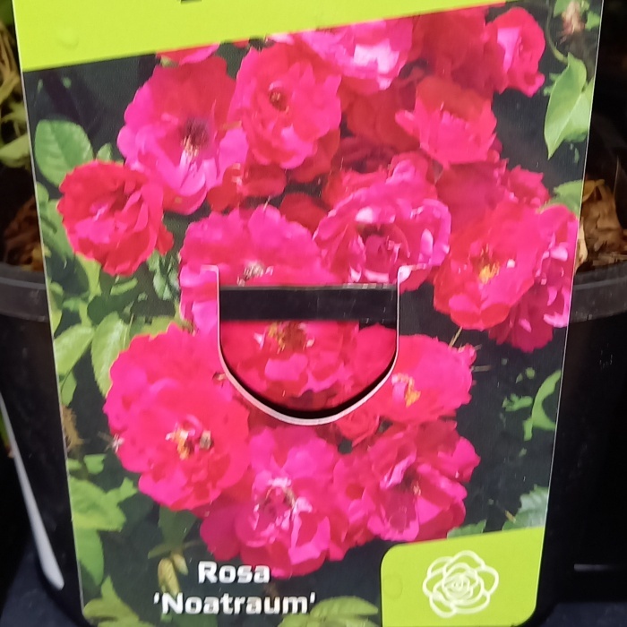 Rostliny - Růže 'Noatraum' květináč 1,4 litru
