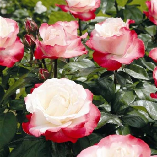 Rostliny - Růže 'Nostalgie' 4,6 litru